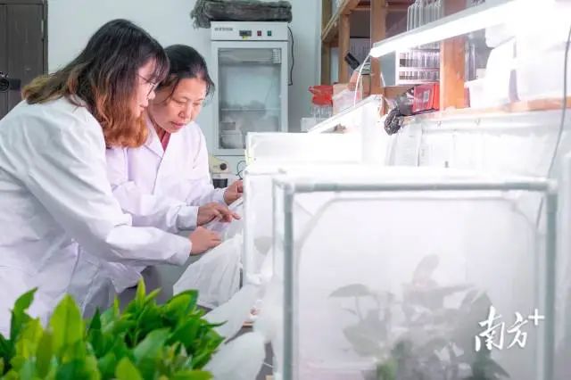 华农植物保护学院副教授冼继东指导学生进行茶小绿叶蝉扩繁。 图片